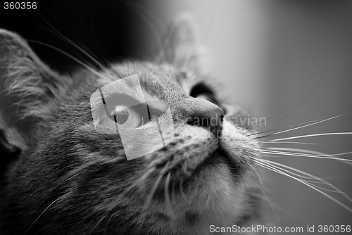 Image of Cat B/W