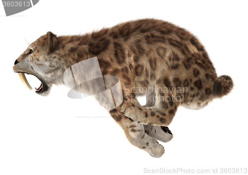 Image of Big Cat Sabertooth