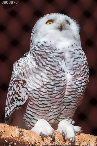 Image of Polar owl sits on branch