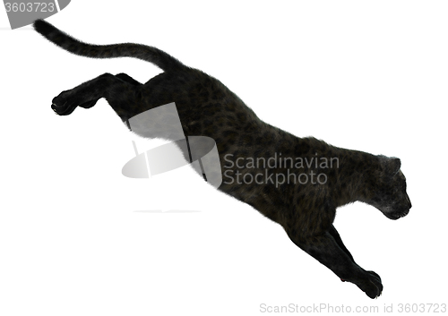 Image of Big Cat Black Panther