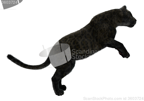 Image of Big Cat Black Panther