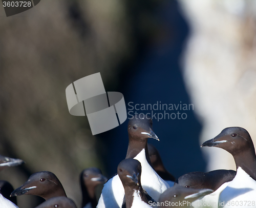 Image of Thick-billed murre colony 