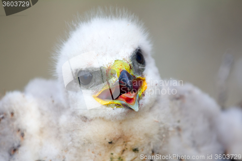 Image of Gorgeous white bird of prey chicks: Rough-legged Buzzard. 