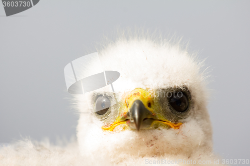 Image of Gorgeous white bird of prey chicks:  Novaya Zemlya tundra 3