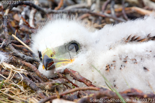 Image of Gorgeous white bird of prey chicks: Rough-legged Buzzard. 