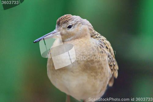 Image of Young ruff. Portrait
