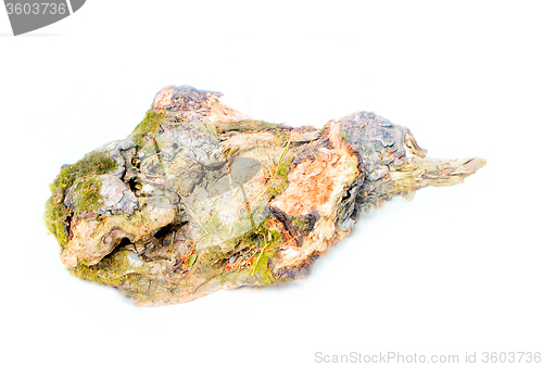 Image of bark of an old tree on a white background