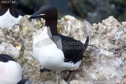 Image of Brunnich\'s Guillemot ringed by leg collar with code.  Arctic