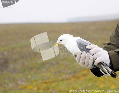 Image of Kittiwake in hands of ornithologist before ringing.