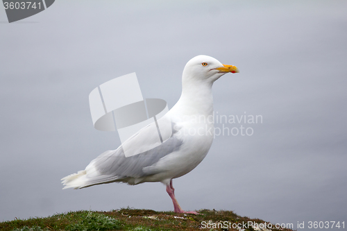 Image of snowy white Arctic gull - the glaucous gull, Novaya Zemlya 