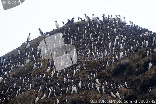 Image of Brunnich\'s guillemots with bird stain was stuck on steep 