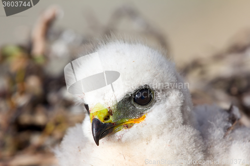 Image of Gorgeous white bird of prey chicks:  Novaya Zemlya tundra 2