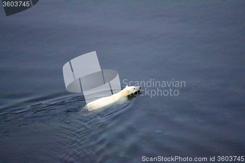 Image of Polar bear went through Kara sea to North pole