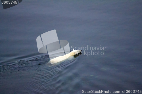 Image of Polar bear went through Kara sea to North pole