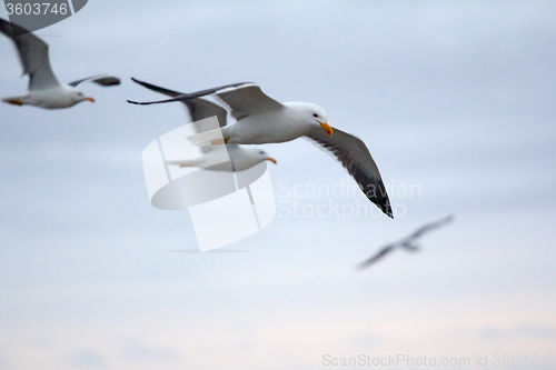 Image of Northern herring gull or lesser black-backed . Russian Arctic