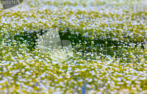 Image of beautiful carpet of snow-white water flowers cover waterbody