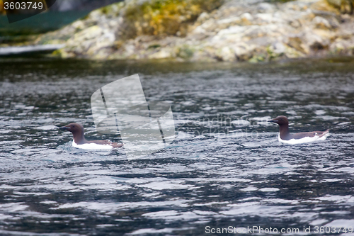 Image of Two thick-billed murres floating amid the rocky shore