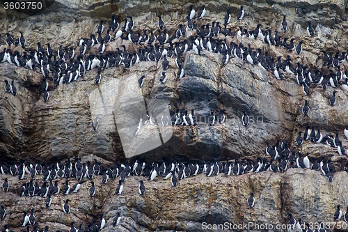 Image of Brunnich\'s guillemots sitting on nesting ledges of Novaya Zemlya 