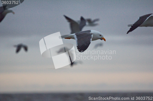 Image of Northern herring gull or lesser black-backed . Russian Arctic