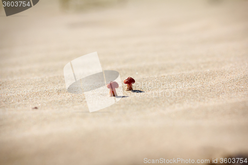 Image of Bright mushrooms grow on dunes sand