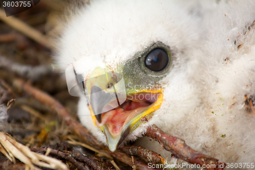 Image of Gorgeous white bird of prey chicks: Rough-legged Buzzard. 