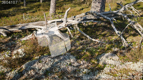 Image of Freakish dry trees in the spring forest