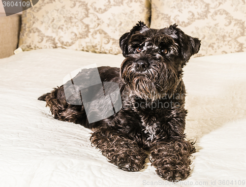 Image of Dog breed Miniature Schnauzer