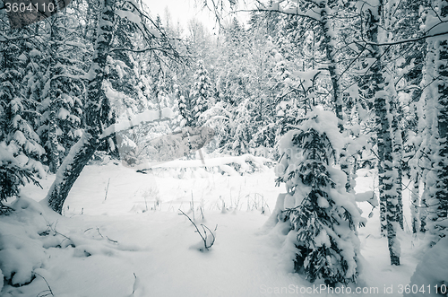 Image of Winter snow covered trees. Viitna, Estonia. 