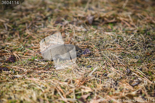 Image of Mouse vole, close-up