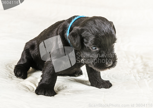 Image of Small puppi breed Miniature Schnauzer 