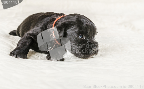 Image of Small puppi breed Miniature Schnauzer 