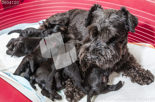 Image of Dog breed miniature schnauzer puppies feeds