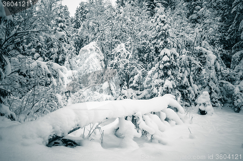 Image of Winter snow covered trees. Viitna, Estonia. 