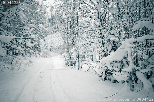 Image of Winter snow covered trees. Viitna, Estonia. 