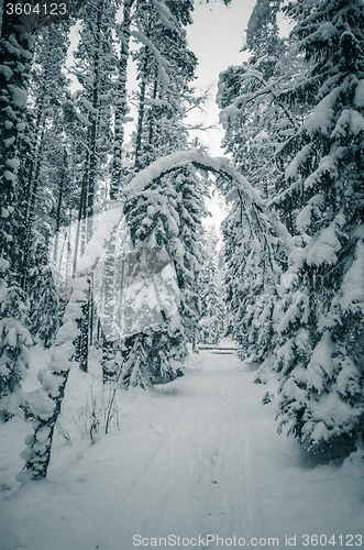 Image of Winter snow covered trees. Viitna, Estonia. 