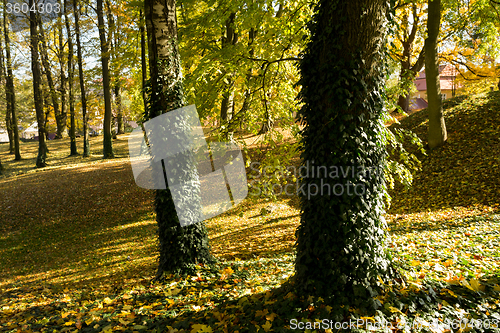 Image of autumn colors in park