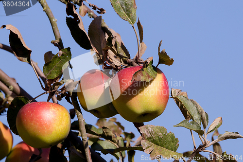 Image of red Apple on the tree branch