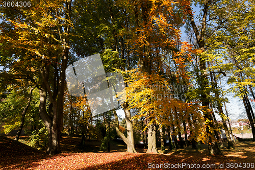 Image of autumn colors in park