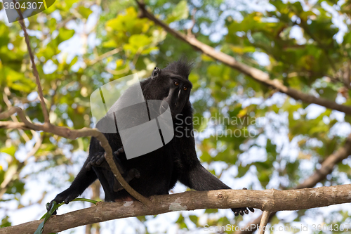 Image of portrait of Celebes crested macaque, Sulawesi, Indonesia