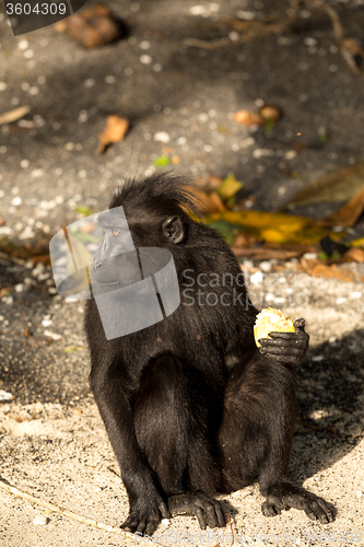 Image of portrait of Celebes crested macaque, Sulawesi, Indonesia
