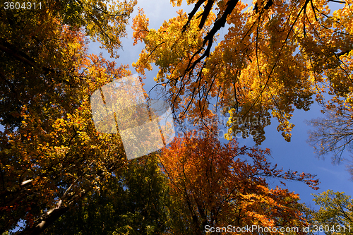 Image of autumn tree top on blue sky