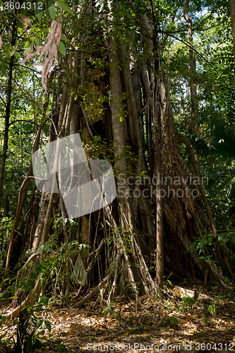 Image of massive tree is buttressed by roots Tangkoko Park