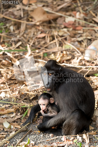 Image of portrait of Celebes crested macaque, Sulawesi, Indonesia