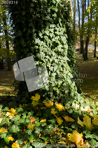 Image of autumn colors in park