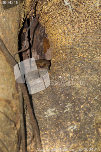 Image of Tarsius spectrum,Tangkoko National Park, Sulawesi