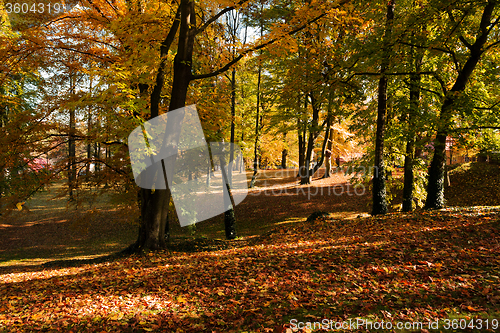 Image of autumn colors in park