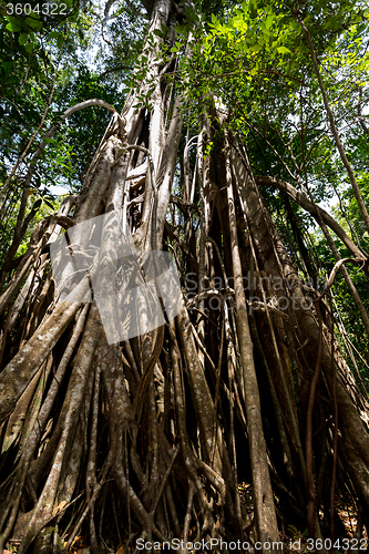 Image of massive tree is buttressed by roots Tangkoko Park