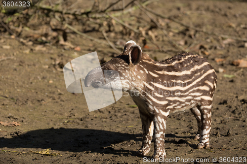 Image of baby of the endangered South American tapir