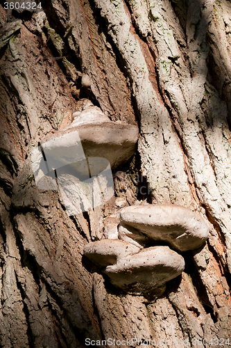 Image of autumn mushroom