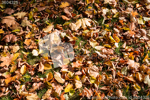 Image of autumn colors in park